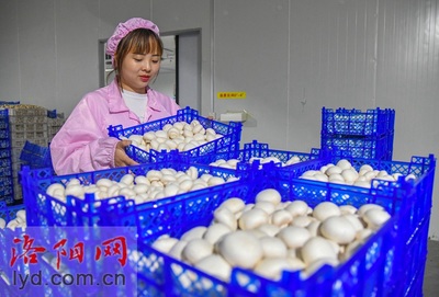 嵩縣田湖鎮:蘑菇種植工廠化 特色產品助振興【組圖】